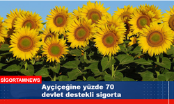 Ayçiçeğine yüzde 70 devlet destekli sigorta