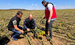 TARSİM Tekirdağ'da dolu hasarlarını yerinde inceledi