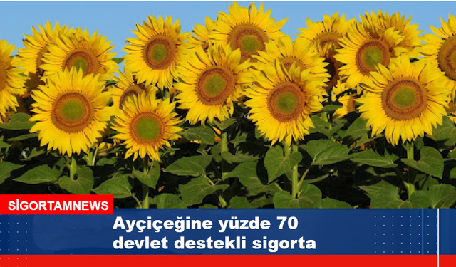 Ayçiçeğine yüzde 70 devlet destekli sigorta