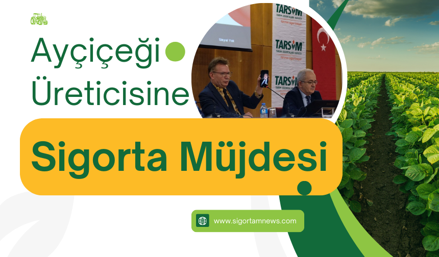 Ayçiçeği üreticisine sigorta müjdesi